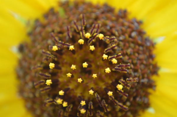 Sunflower Stars by Michelle K Wood